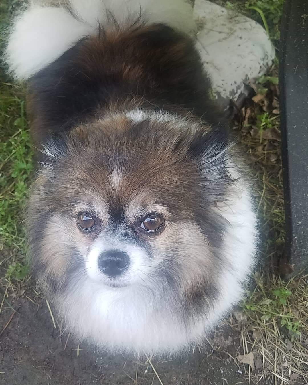 Oliver